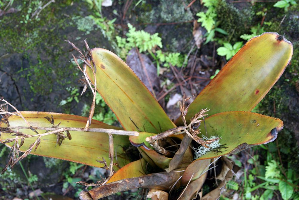 Aechmea mulfordii: Location taken: Wilson Botanical Garden, Las Cruces Biological Station, Costa Rica. Names: Aechmea mulfordii L.B.Sm., Bromeliad, Living Vase Bromeli Classificat