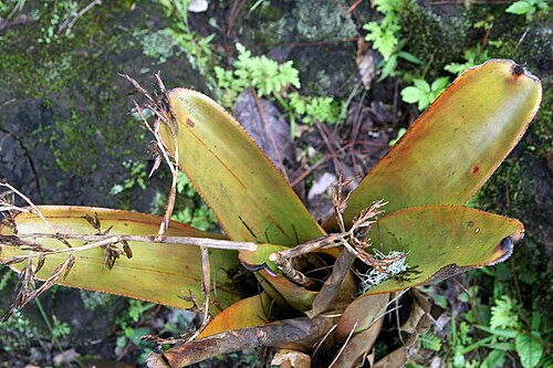 Aechmea mulfordii: Location taken: Wilson Botanical Garden, Las Cruces Biological Station, Costa Rica. Names: Aechmea mulfordii L.B.Sm., Bromeliad, Living Vase Bromeli Classificat