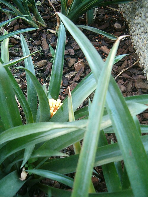 Aechmea pimenti-velosoi: At Botanical Gardens Berlin-Dahlem Species Aechmea pimenti-velosoi