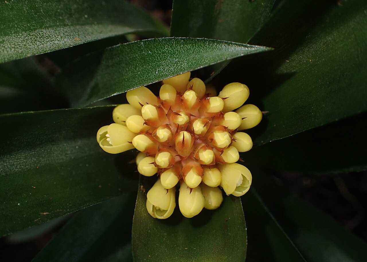 Aechmea pimenti-velosoi: Aechmea pimenti-velosoi in the Botanischer Garten, Berlin-Dahlem