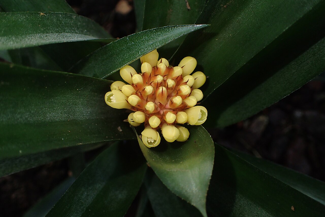 Aechmea pimenti-velosoi: Aechmea pimenti-velosoi in the Botanischer Garten, Berlin-Dahlem