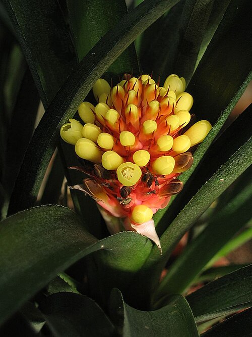 Aechmea pimenti-velosoi: Aechmea pimenti-velosoi var. glabra in cultivation at the Botanical Garden of Heidelberg, Germany .