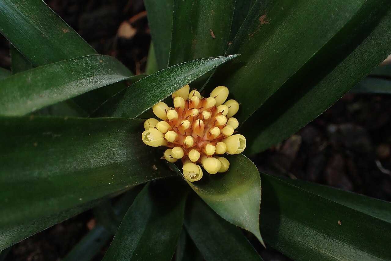 Aechmea pimenti-velosoi: Aechmea pimenti-velosoi in the Botanischer Garten, Berlin-Dahlem
