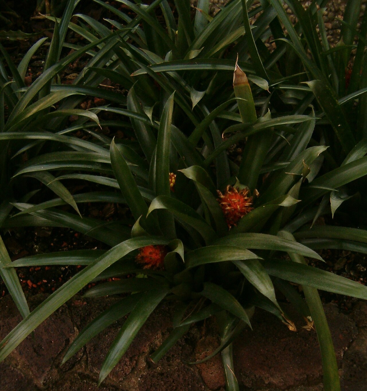 Aechmea pimenti-velosoi: At Botanical Gardens Berlin-Dahlem Species Aechmea pimenti-velosoi