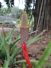Aechmea pineliana (Aechmea pineliana)