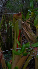 Aechmea pineliana (Aechmea pineliana)