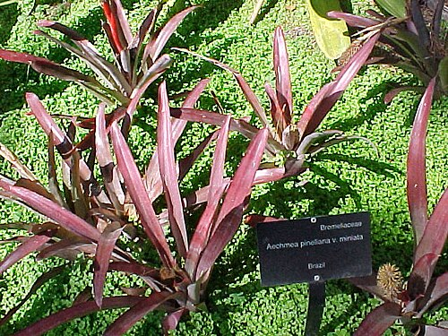 Aechmea pineliana: Aechmea pineliana minuta Bromeliad