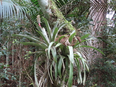 Aechmea pineliana (Aechmea pineliana)