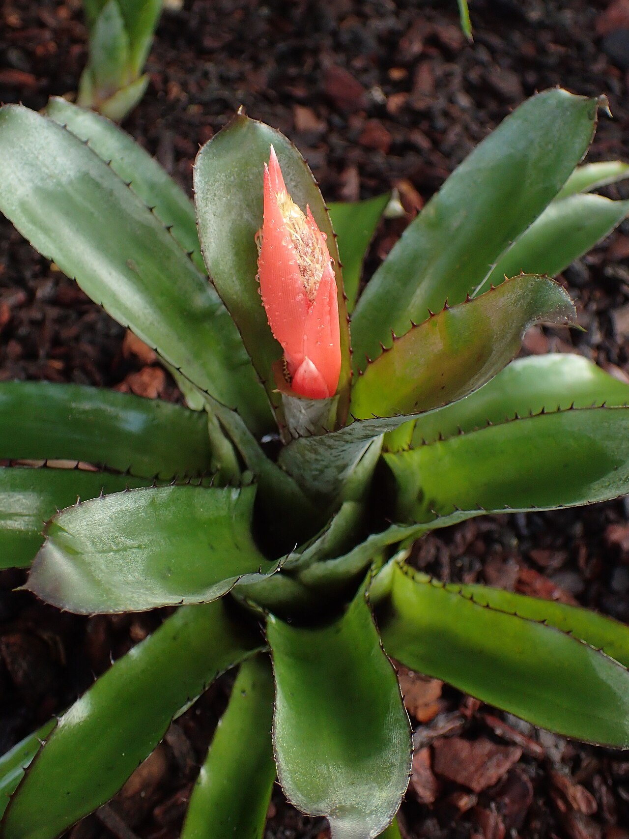 Aechmea pineliana: Aechmea pineliana var. minuta in the Botanischer Garten, Berlin-Dahlem