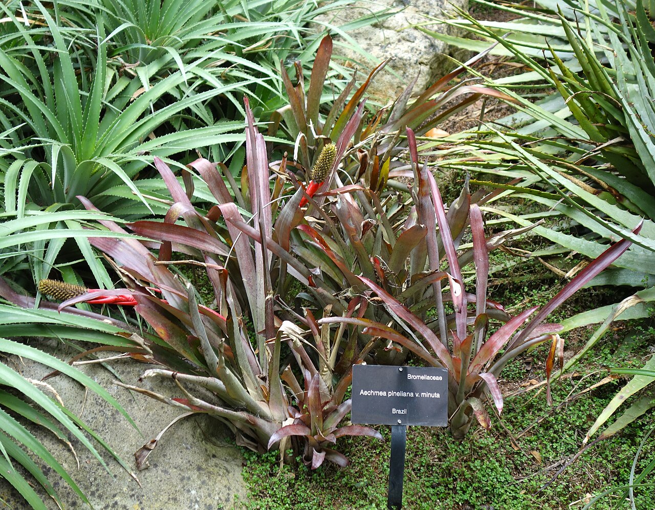 Aechmea pineliana: Lotusland - Montecito, California, USA.