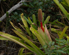 Aechmea pineliana (Aechmea pineliana)