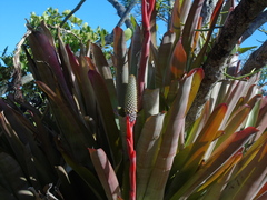 Aechmea pineliana (Aechmea pineliana)