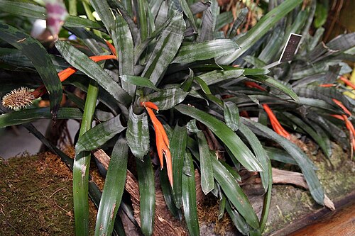 Aechmea pineliana: Location taken: United States Botanic Garden, Washington D.C.. Names: Aechmea pineliana (Brongn. ex Planch.) Baker, Bromelia Classification: Plantae > Magnoliop
