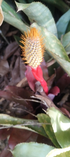 Aechmea pineliana (Aechmea pineliana)