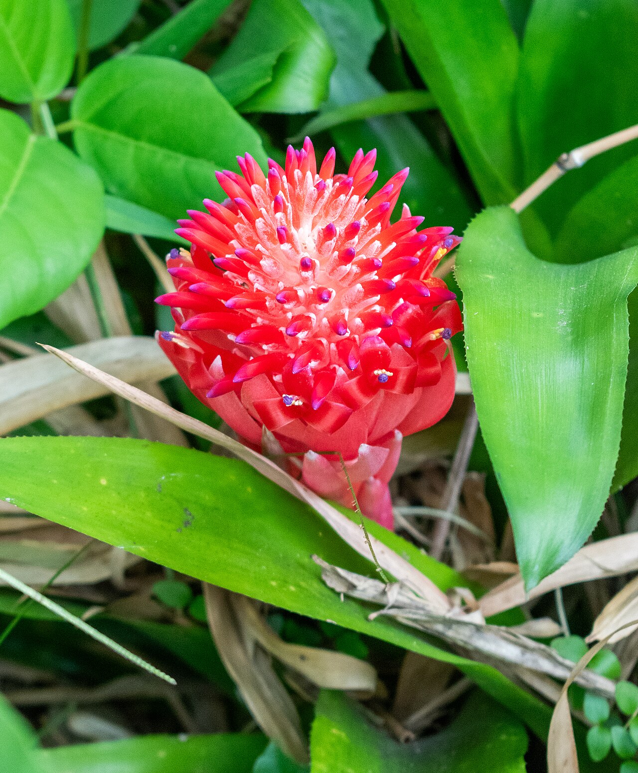 Aechmea pyramidalis: Aechmea pyramidalis in Jardin botanique de Deshaies , Guadeloupe, France