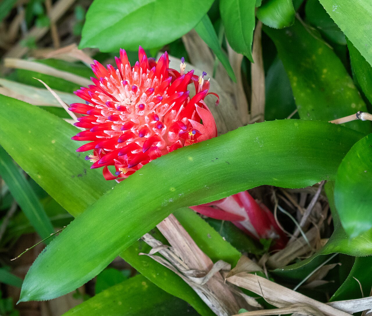 Aechmea pyramidalis: Aechmea pyramidalis in Jardin botanique de Deshaies , Guadeloupe, France