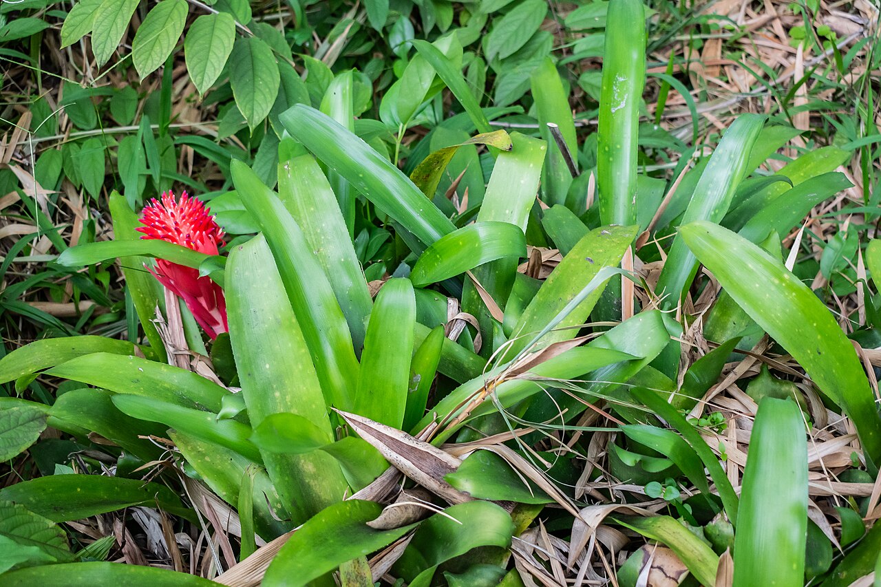 Aechmea pyramidalis: Aechmea pyramidalis in Jardin botanique de Deshaies , Guadeloupe, France