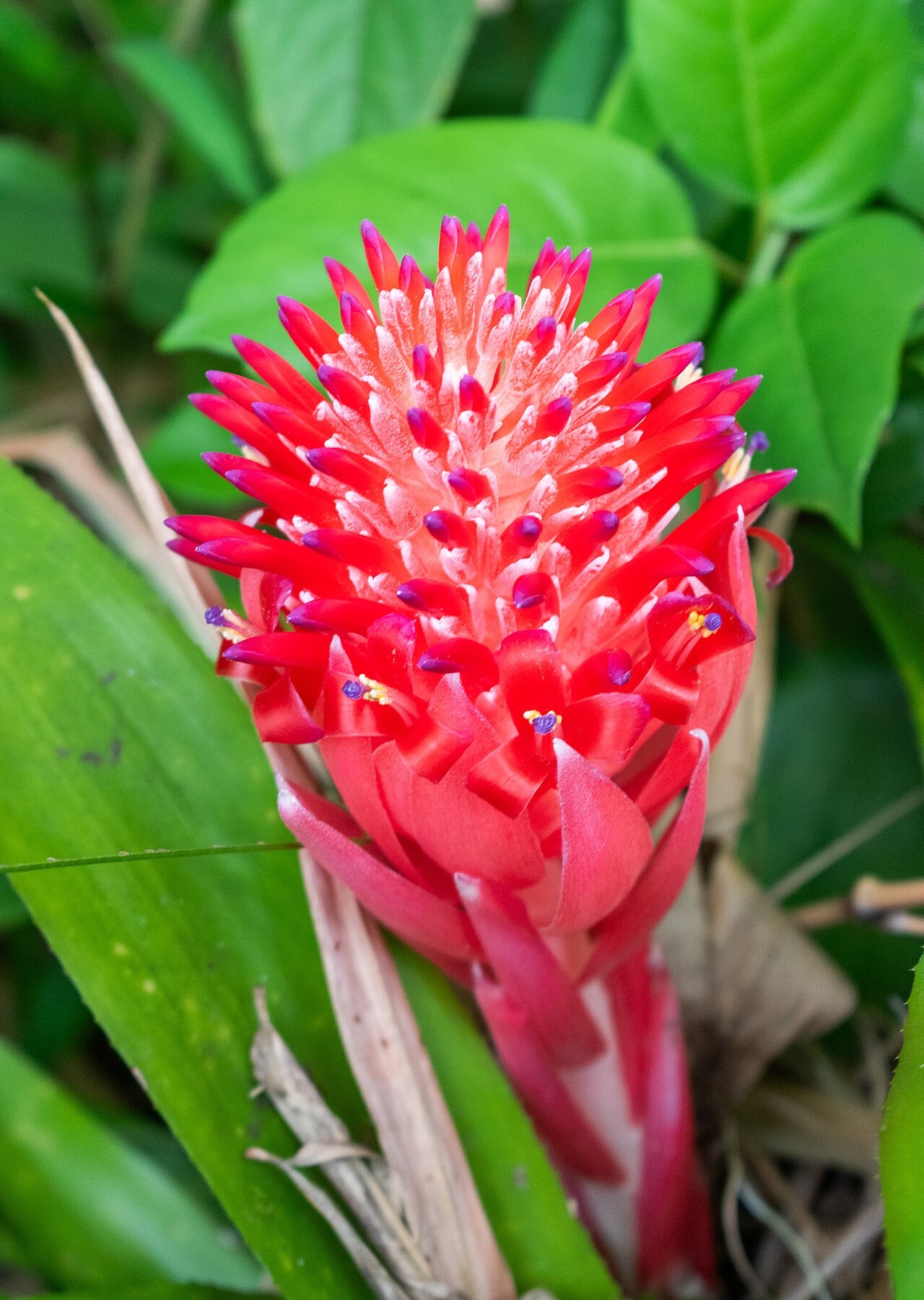 Aechmea pyramidalis: Aechmea pyramidalis in Jardin botanique de Deshaies , Guadeloupe, France