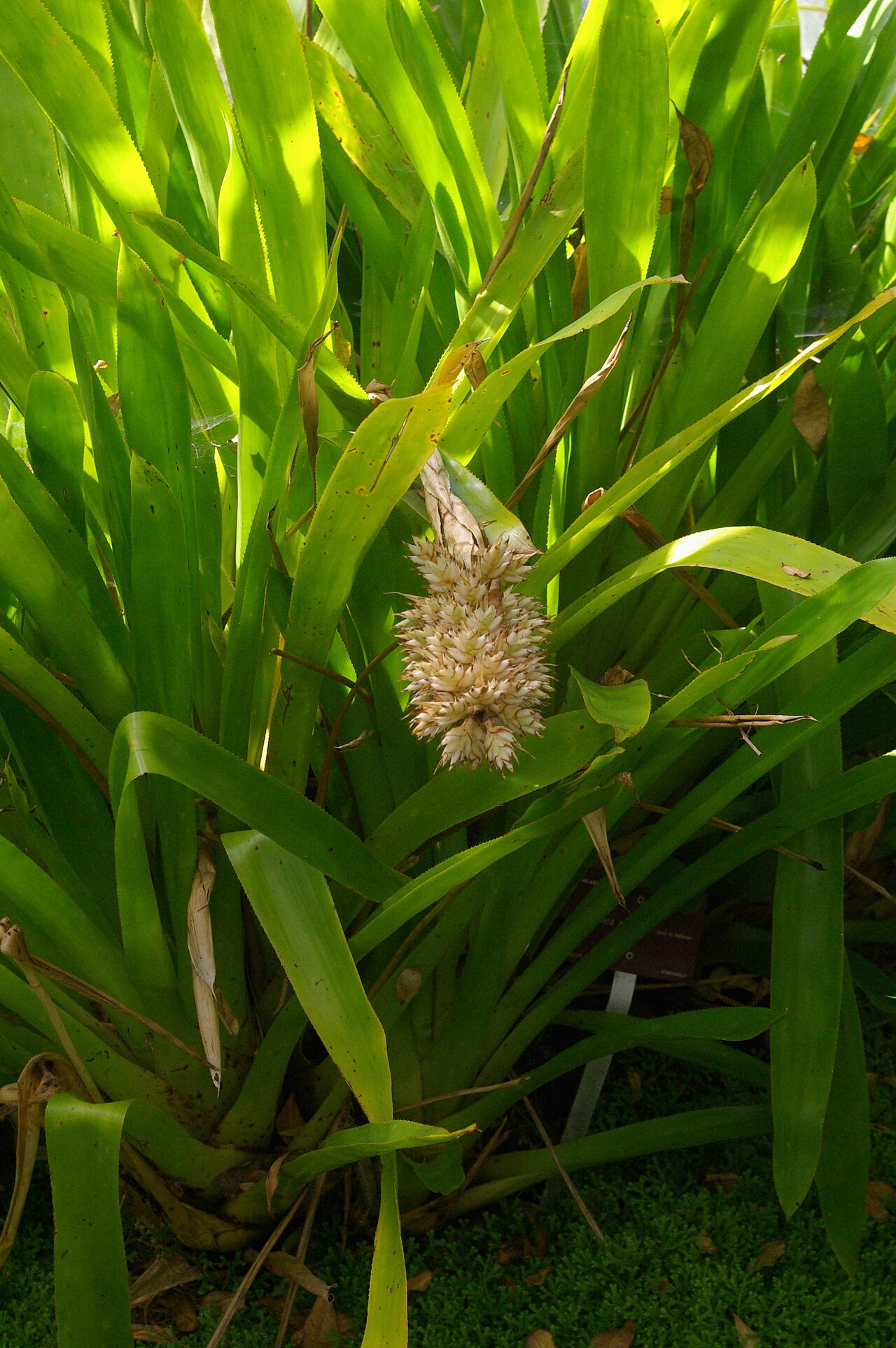 Aechmea reclinata: Aechmea reclinata, Conservatoire botanique national de Brest