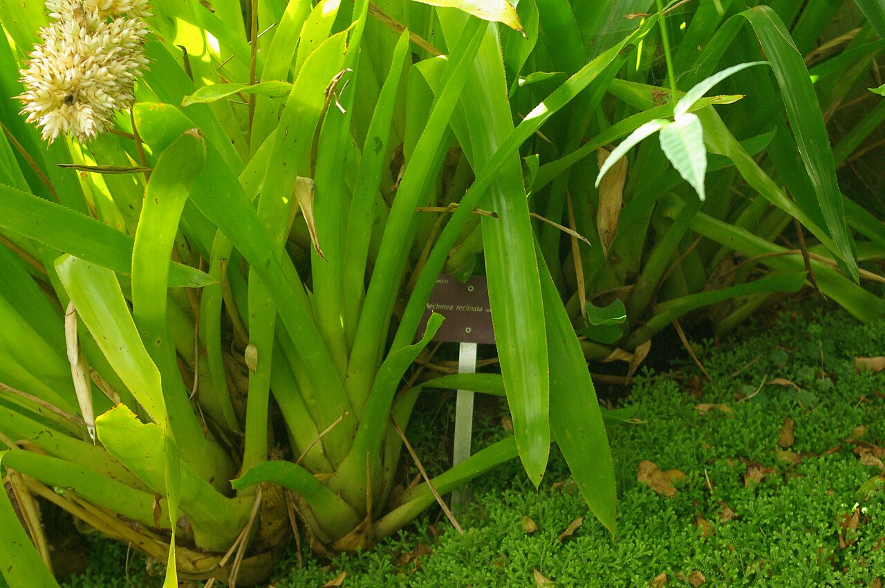 Aechmea reclinata: Aechmea reclinata, Conservatoire botanique national de Brest