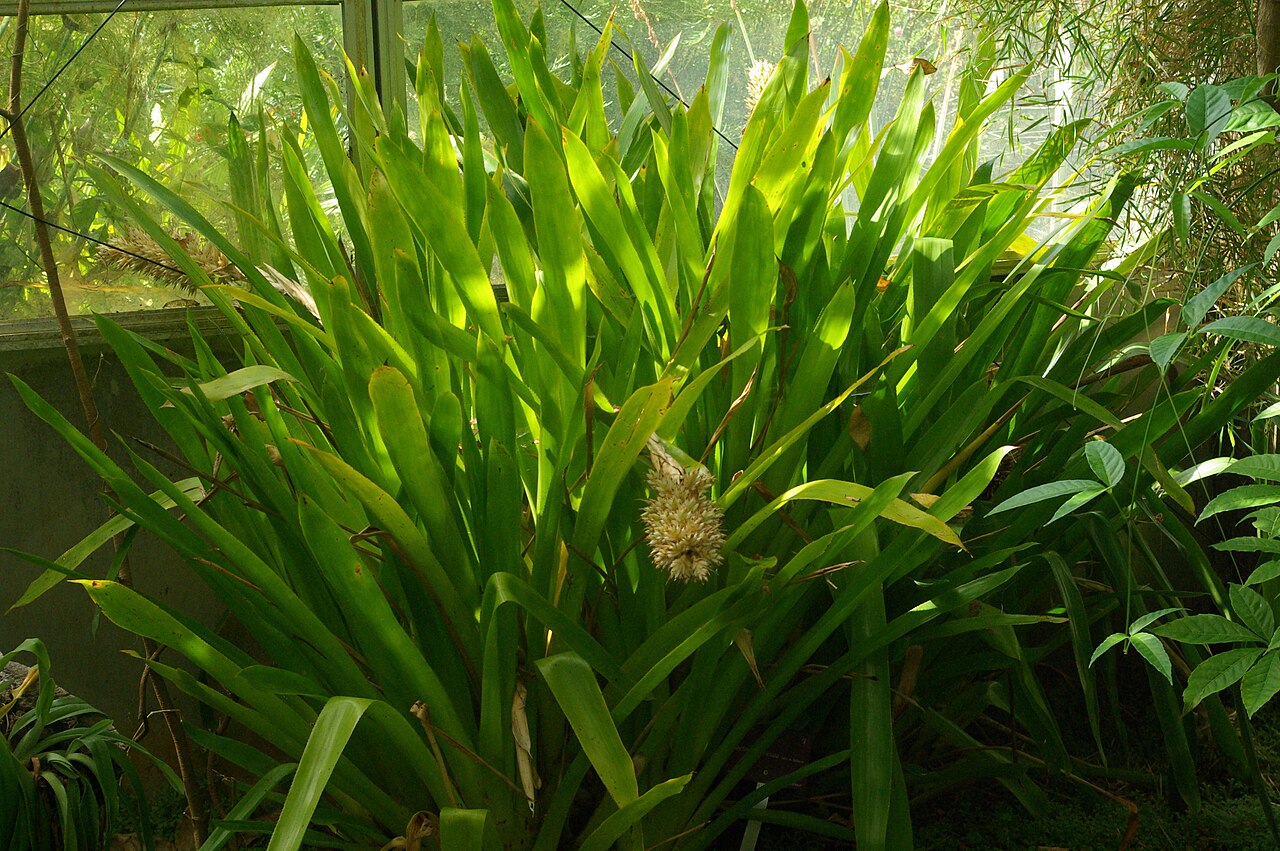 Aechmea reclinata: Aechmea reclinata, Conservatoire botanique national de Brest