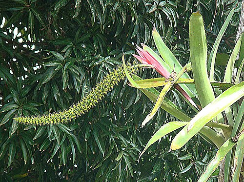 Aechmea setigera: A bromeliad native to southern and central Neotropics. Photo from Canal Zone, Panama. In context at www.dixpix.ca/meso_america/Flora/bromeliads/index.html