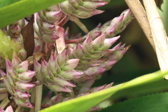 Aechmea smithiorum (Aechmea smithiorum)