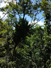 Aechmea smithiorum (Aechmea smithiorum)