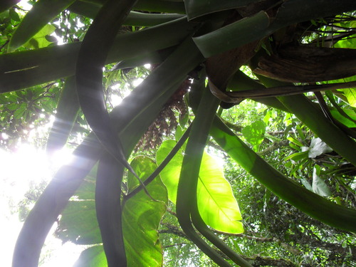 Aechmea smithiorum (Aechmea smithiorum)