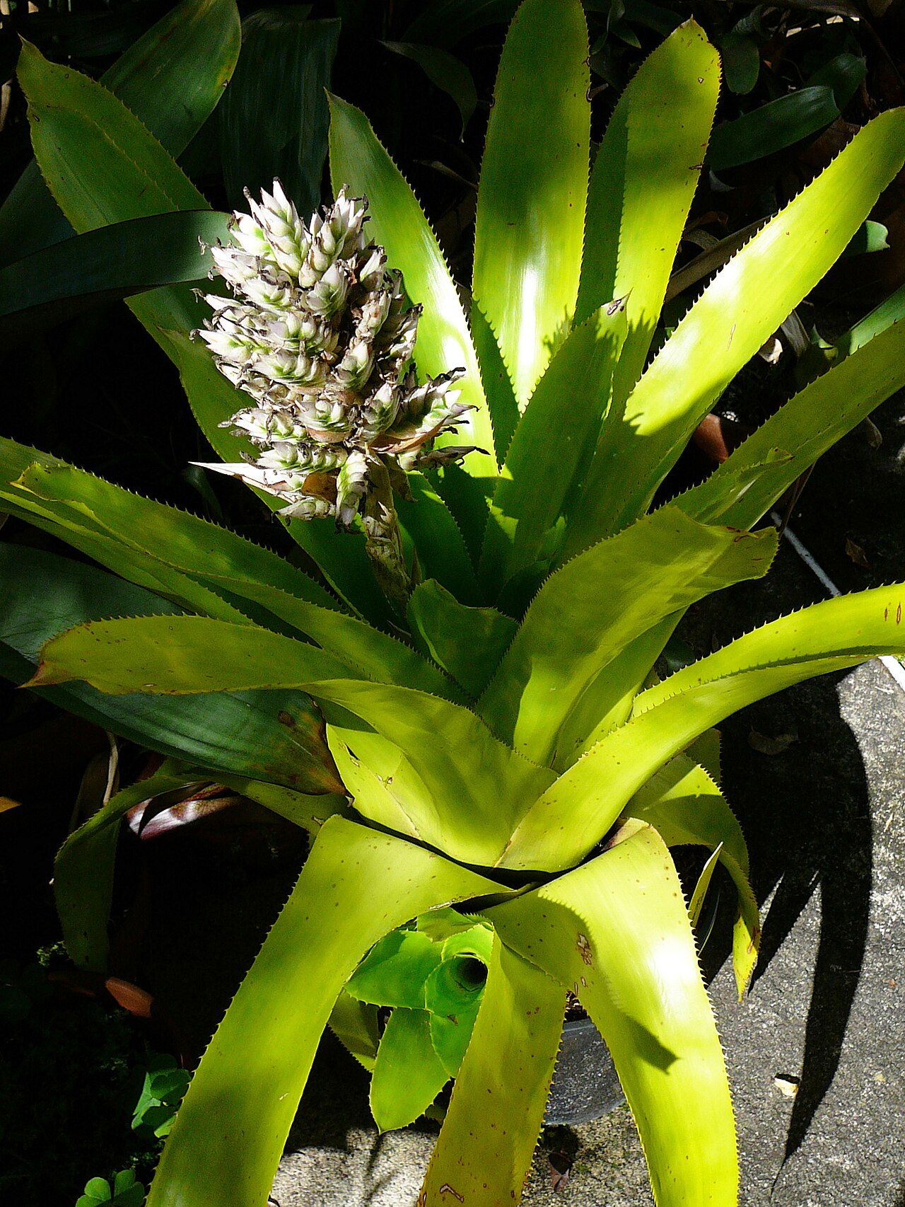 Aechmea smithiorum: Aechmea Smithiorum