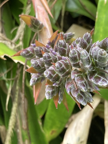 Aechmea smithiorum (Aechmea smithiorum)