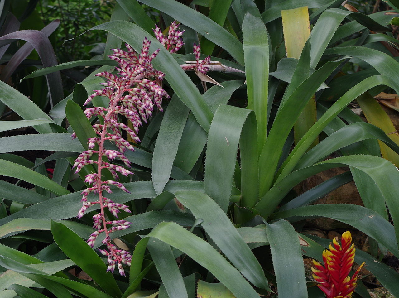 Aechmea smithiorum: Aechmea smithiorum