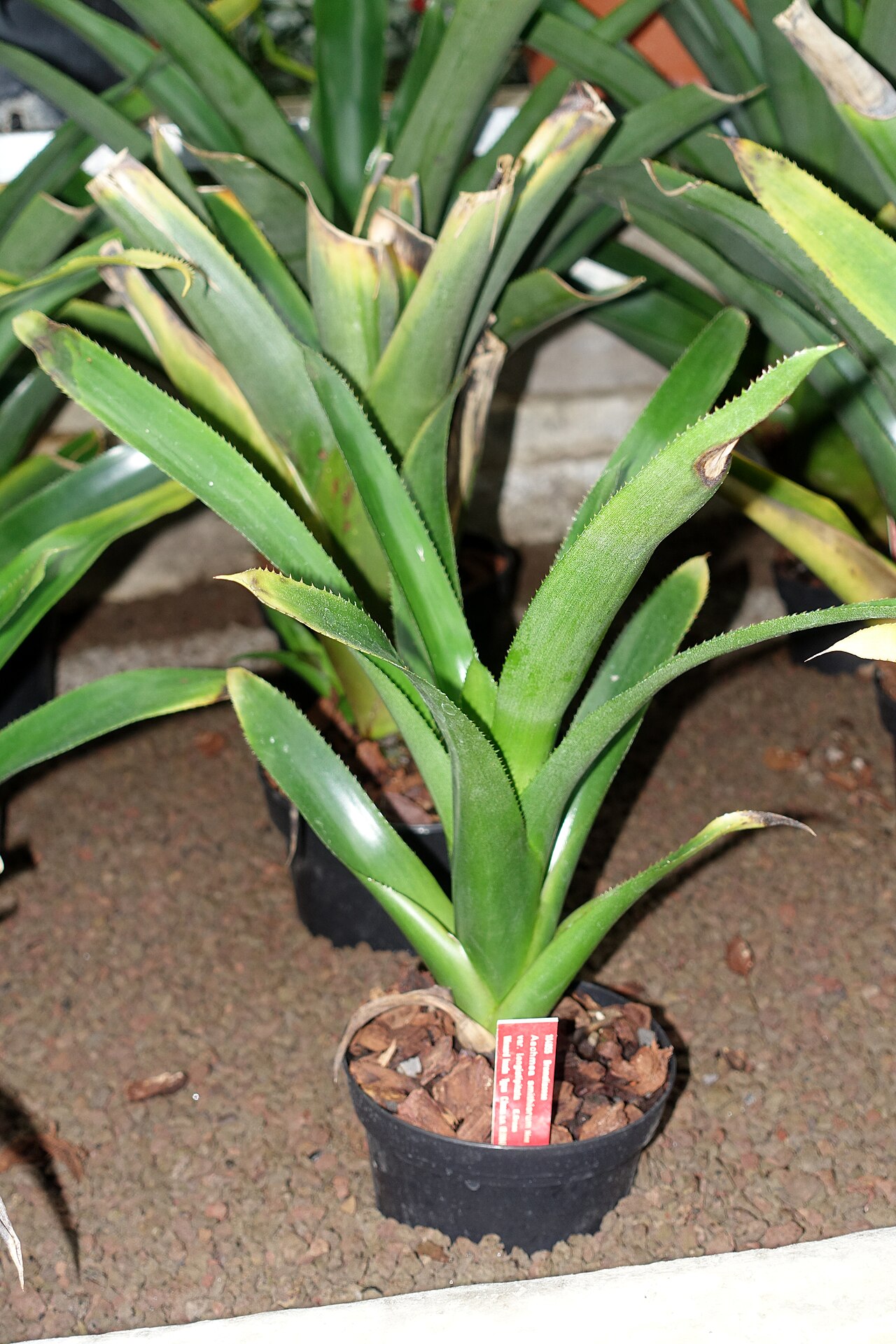 Aechmea smithiorum: Botanical specimen in the Botanischer Garten - Heidelberg, Germany.