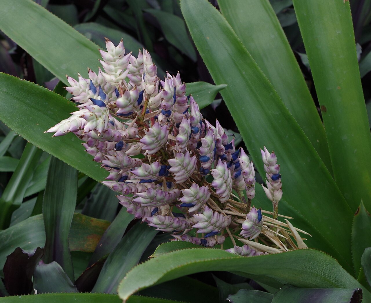 Aechmea smithiorum: Aechmea smithiorum