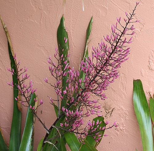 Aechmea spectabilis: Aechmea spectabilis inflorescence