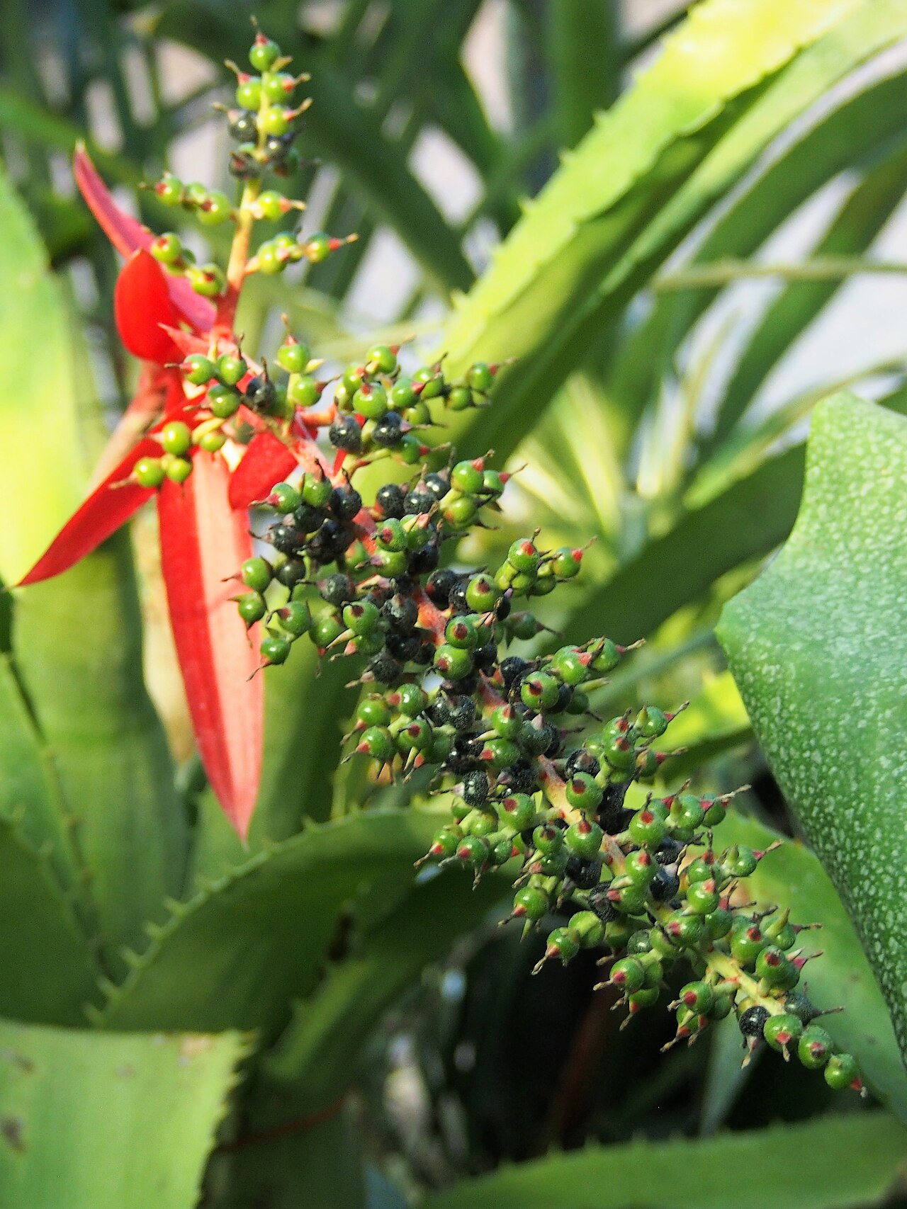 Aechmea sphaerocephala: Aechmea sphaerocephala fruits, plant cultivated in a greenhouse in Wrocław University Botanical Garden, Wrocław, Poland.