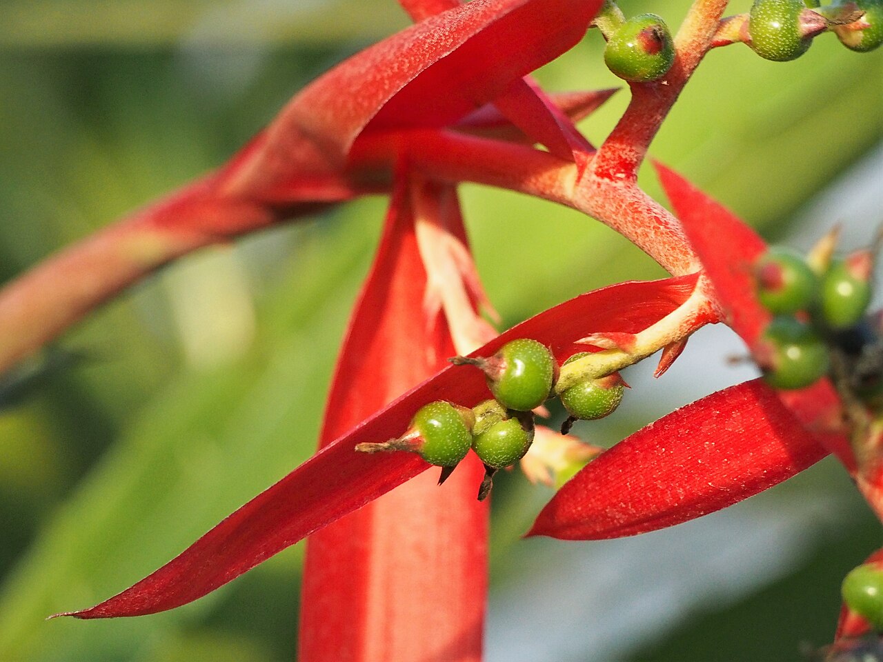 Aechmea sphaerocephala: Aechmea sphaerocephala fruits, plant cultivated in a greenhouse in Wrocław University Botanical Garden, Wrocław, Poland.