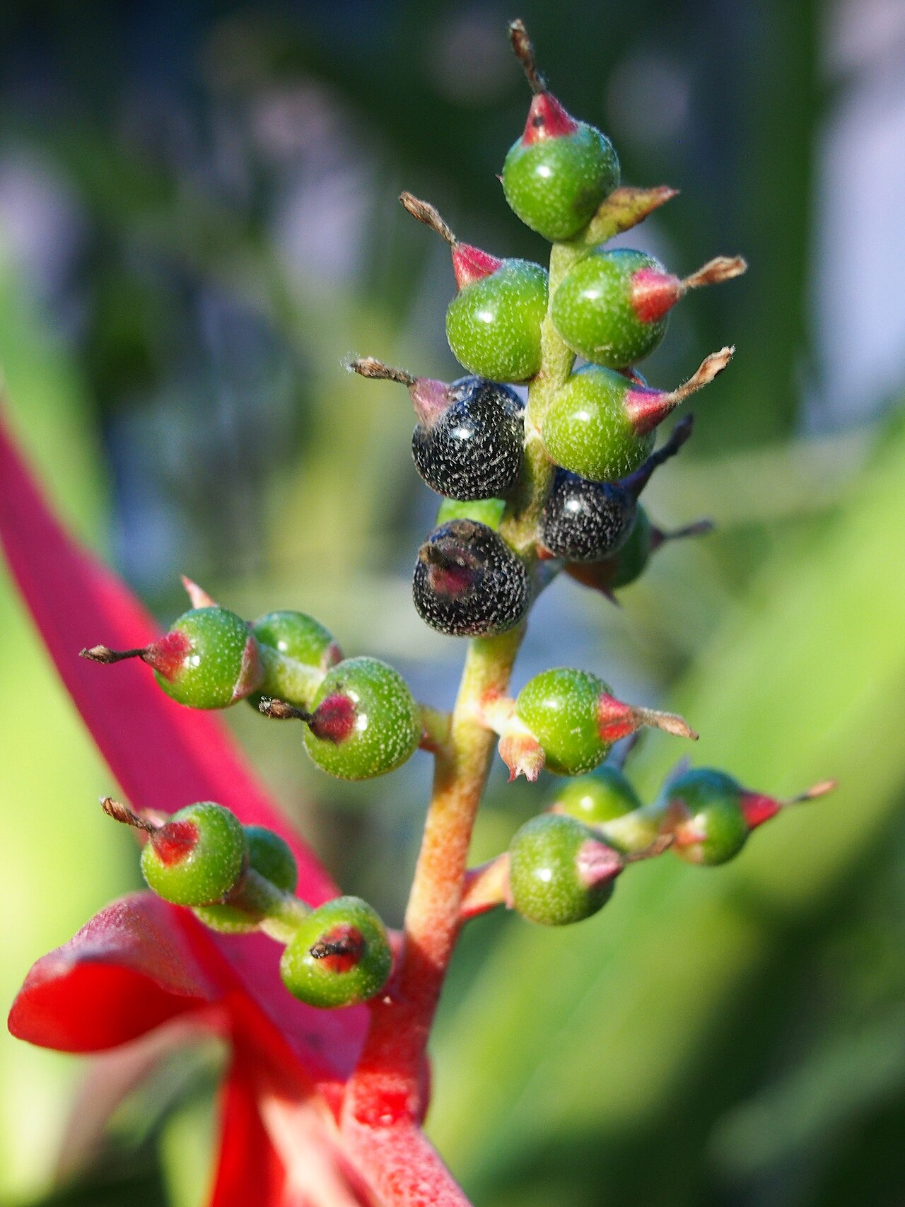 Aechmea sphaerocephala: Aechmea sphaerocephala fruits, plant cultivated in a greenhouse in Wrocław University Botanical Garden, Wrocław, Poland.