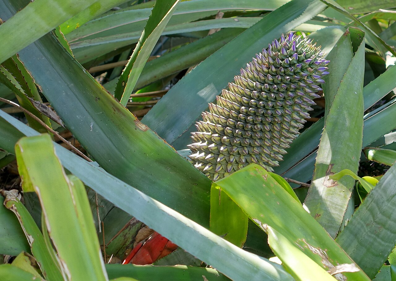 Aechmea sphaerocephala: Botanical specimen in the Marie Selby Botanical Gardens - Sarasota, Florida, USA.