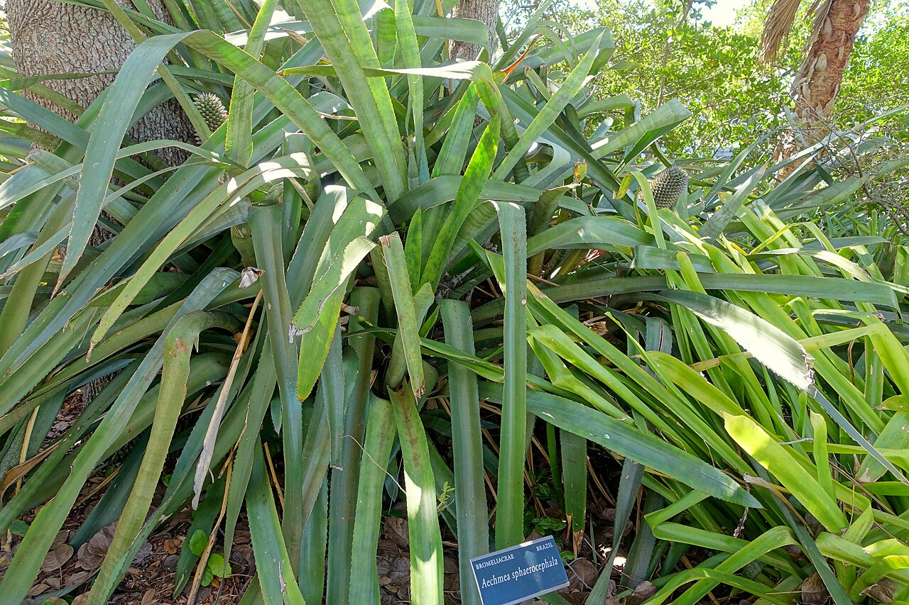 Aechmea sphaerocephala: Botanical specimen in the Marie Selby Botanical Gardens - Sarasota, Florida, USA.