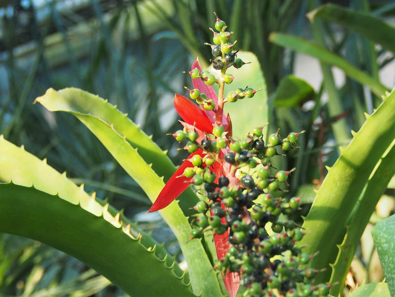 Aechmea sphaerocephala: Aechmea sphaerocephala fruits, plant cultivated in a greenhouse in Wrocław University Botanical Garden, Wrocław, Poland.