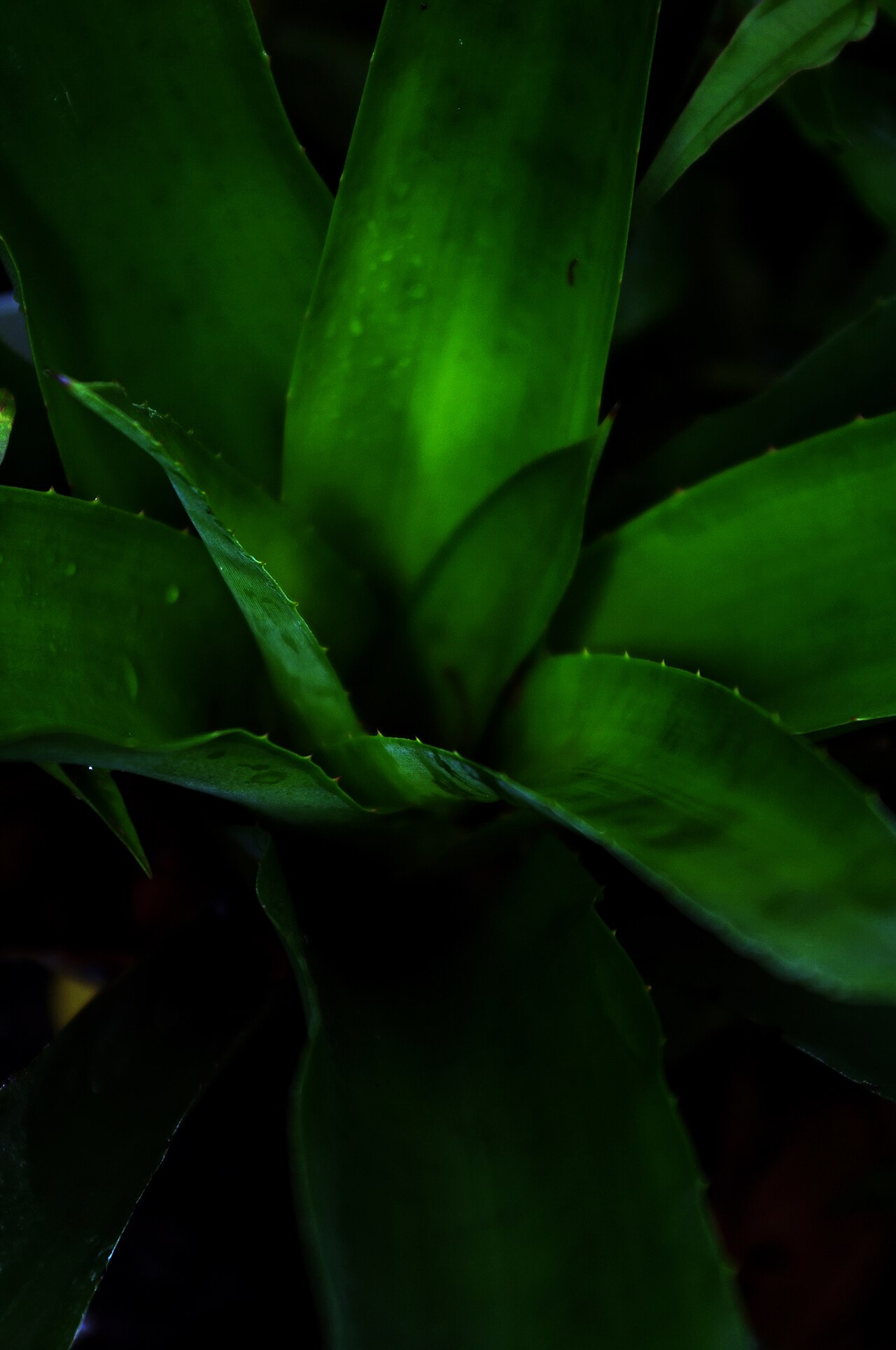 Aechmea sphaerocephala: Aechmea sphaerocephala