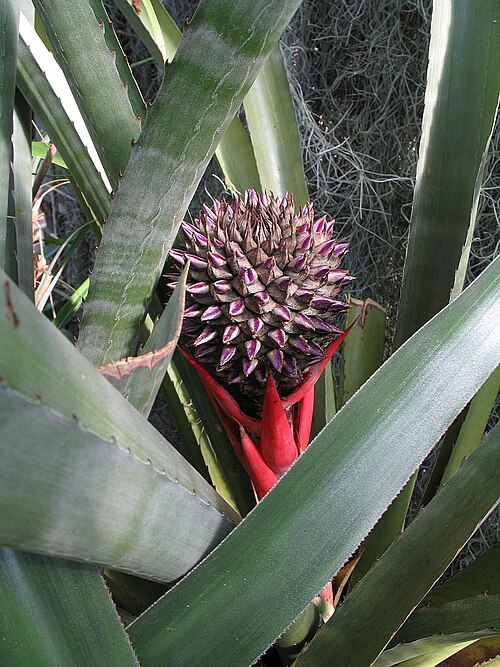Aechmea sphaerocephala: Aechmea sphaerocephala in cultivation at the Botanical Garden of Heidelberg, Germany .