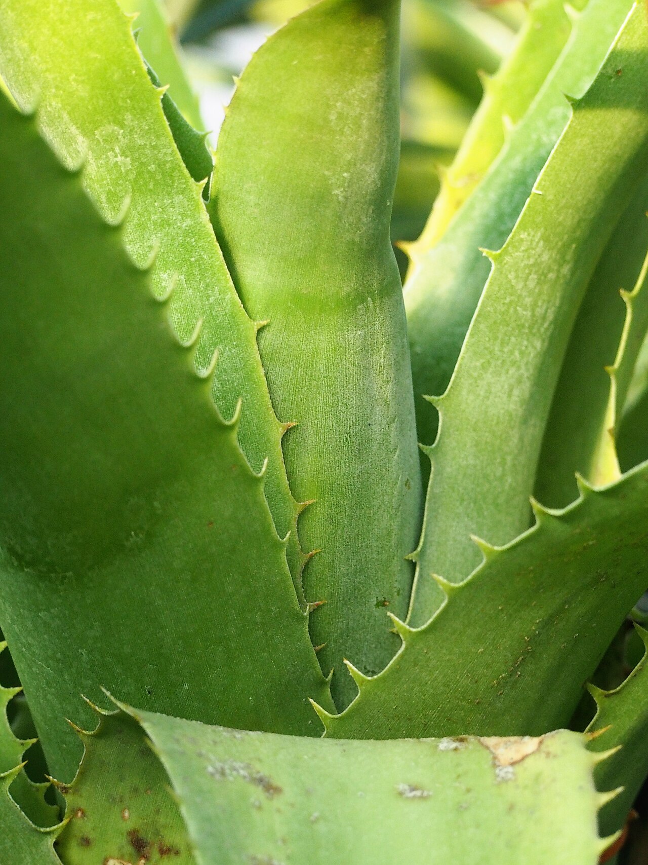 Aechmea sphaerocephala: Aechmea sphaerocephala cultivated in a greenhouse in Wrocław University Botanical Garden, Wrocław, Poland.
