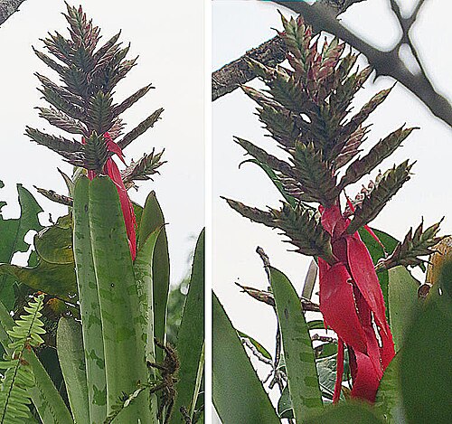 Aechmea tessmannii: Reported from eastern Ecuador and adjacent parts of Colombia and Peru. Photo of an epiphyte from below, at Sacha Lodge Reserve, Ecuador.