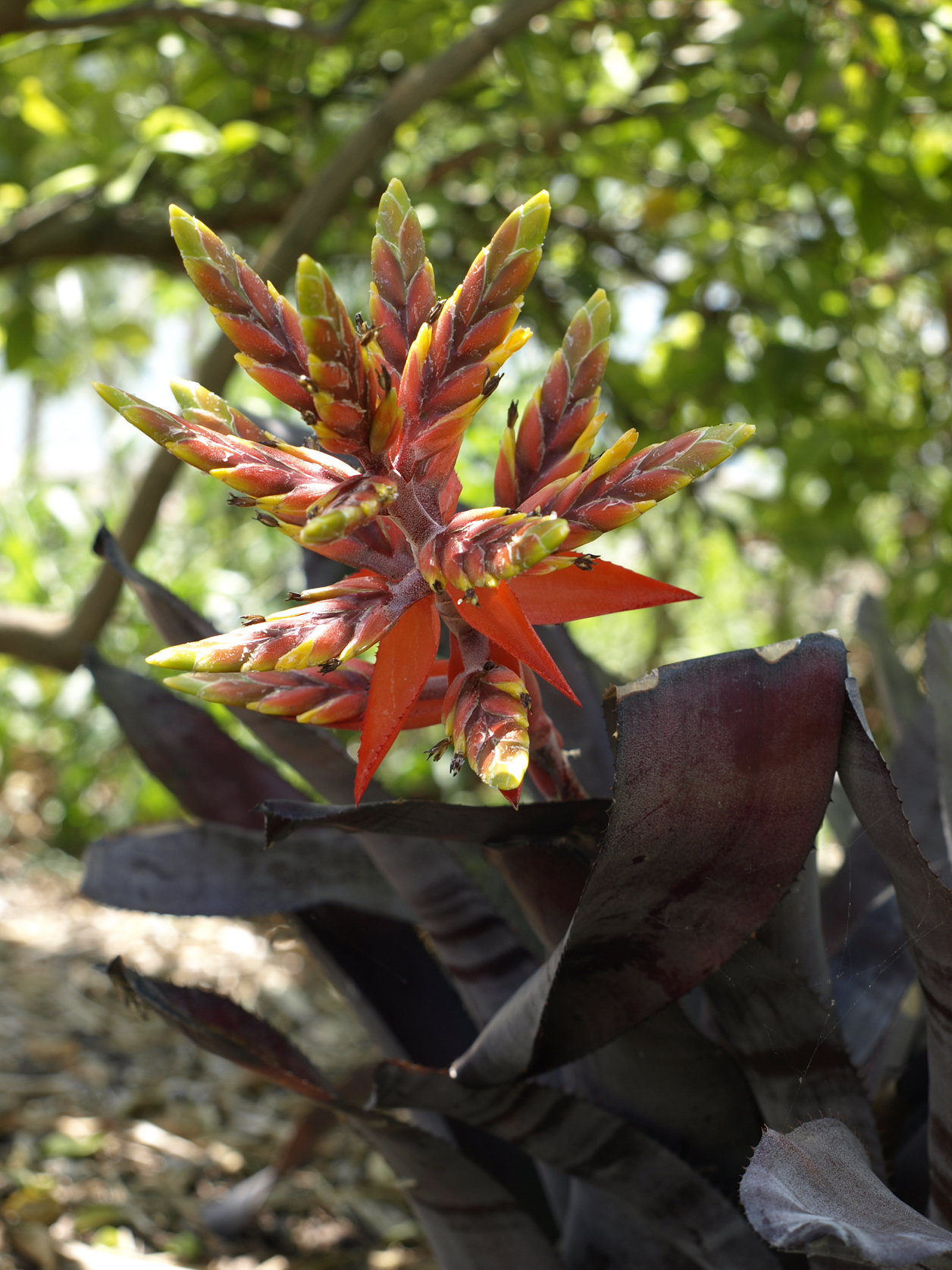 Aechmea tessmannii: South Miami, FL, USA. This is a red-foliage form.