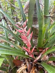Aechmea vallerandii (Aechmea vallerandii)