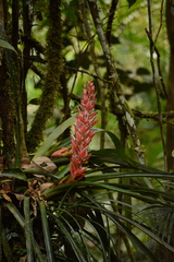 Aechmea vallerandii (Aechmea vallerandii)