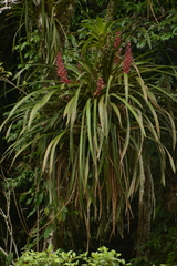 Aechmea vallerandii (Aechmea vallerandii)