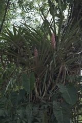 Aechmea vallerandii (Aechmea vallerandii)